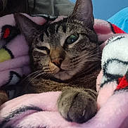 Biscuit is registered to the contest to win money with this photo: animal, blanket, cat, colorful, comfort, cozy, cute, feline, fur, indoor, paw, pet, pink, relaxed, resting, sleepy, snuggled, soft, tabby_cat, warm