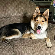 Micah joined the competition — help win amazing prizes! dog, couch, indoor, pet, animal, canine, tongue_out, relaxed, ears_up, furniture, living_room, flower_vase, decor, brown, comfortable, resting, happy, domestic, cozy, portrait