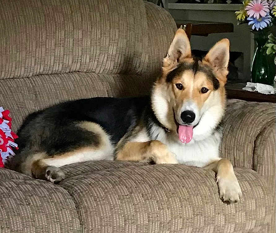 Micah joined the competition — help win amazing prizes! dog, couch, indoor, pet, animal, canine, tongue_out, relaxed, ears_up, furniture, living_room, flower_vase, decor, brown, comfortable, resting, happy, domestic, cozy, portrait