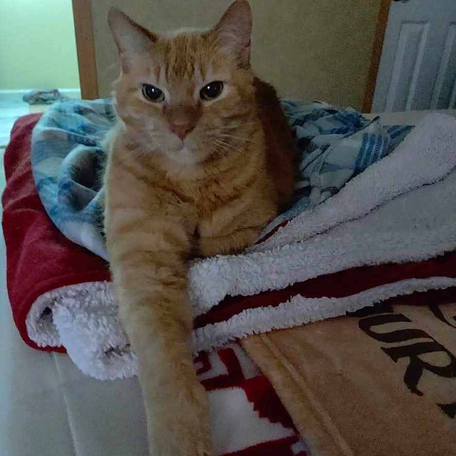 Rocky is registered to the contest to win money with this photo: animal, blanket, cat, comfort, cozy, cute, domestic_cat, feline, fur, home, indoor, lying_down, orange_tabby, paw, pet, relaxed, resting, sleepy, tabby, whiskers