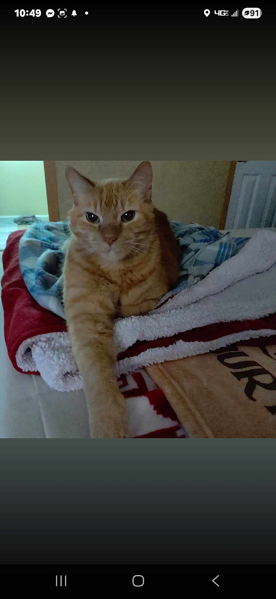 Rocky is registered to the contest to win money with this photo: cat, orange_tabby, blanket, indoor, pet, feline, resting, cozy, paw, fur, animal, cute, relaxed, home, comfort, sleepy, lying_down, domestic_cat, whiskers, tabby