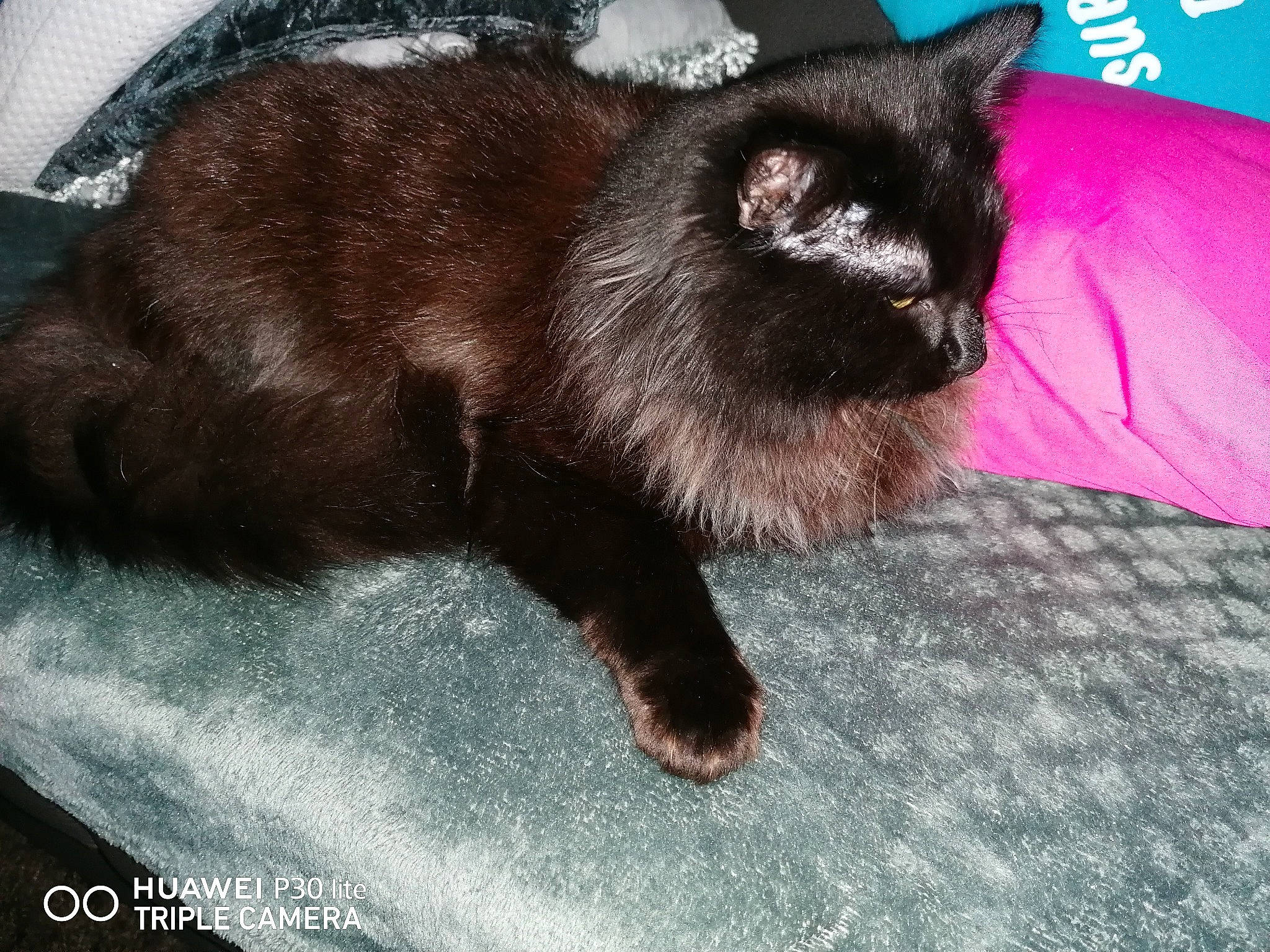 Magique participe au concours pour gagner de l'argent avec cette photo : asian, black_cat, bombay, burmese, carnivore, cat, domestic_short_haired_cat, felidae, fur, kitten, mammal, nebelung, small_to_medium_sized_cats, tail, thai, tonkinese, vertebrate, whiskers