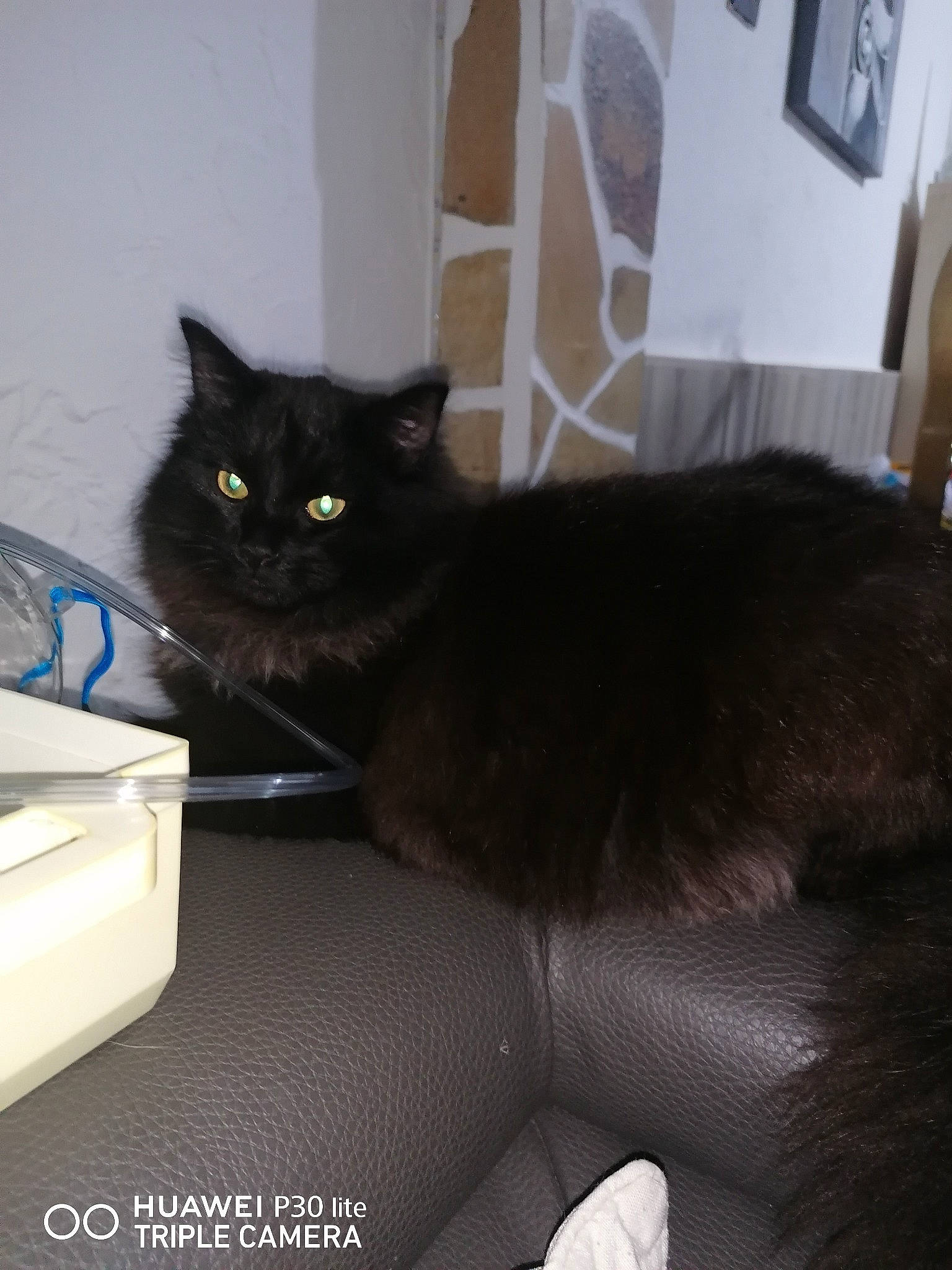 Magique a rejoint le concours — aidez-le/la à gagner de superbes lots ! asian, asian_semi_longhair, black_cat, carnivore, cat, domestic_long_haired_cat, domestic_short_haired_cat, felidae, fur, mammal, norwegian_forest_cat, persian, small_to_medium_sized_cats, whiskers