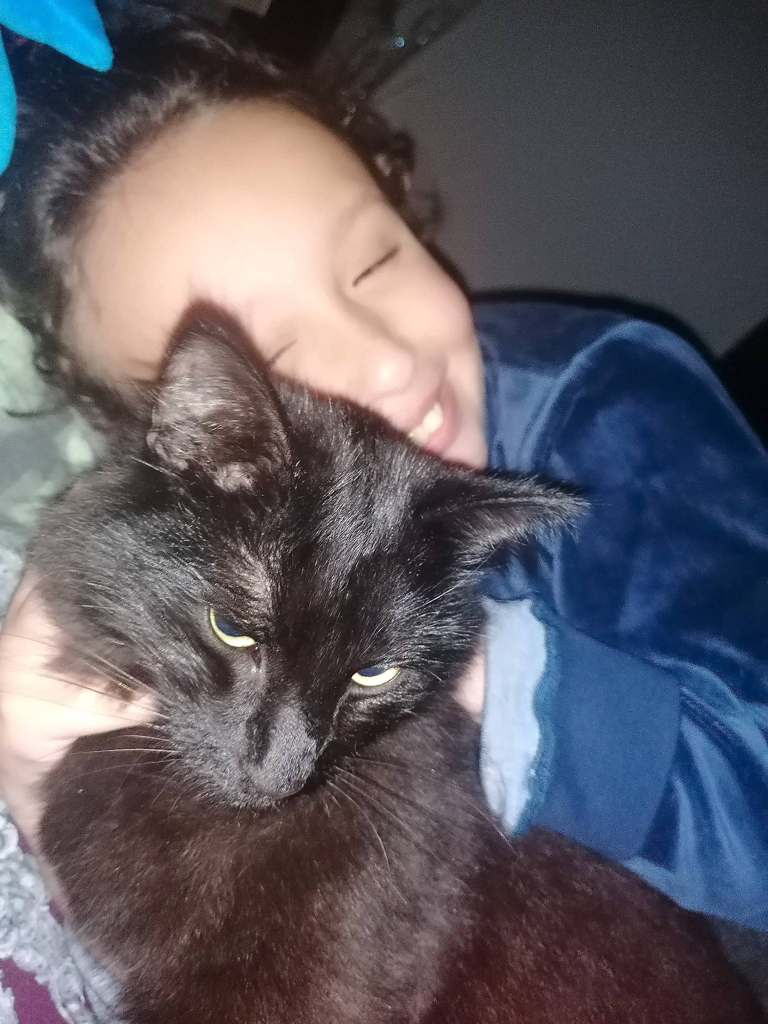 Magique a rejoint le concours — aidez-le/la à gagner de superbes lots ! asian, black_cat, black_hair, carnivore, cat, domestic_short_haired_cat, ear, eye, felidae, fur, hair, kitten, long_hair, nose, small_to_medium_sized_cats, whiskers