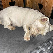 Ice participe au concours pour gagner de l'argent avec cette photo : dog, sleeping, white_dog, cushion, wooden_chair, heart_cutout, pet, resting, fur, indoor, cozy, relaxation, animal, paw, snout, side_view, quiet, calm, domestic_animal, furniture
