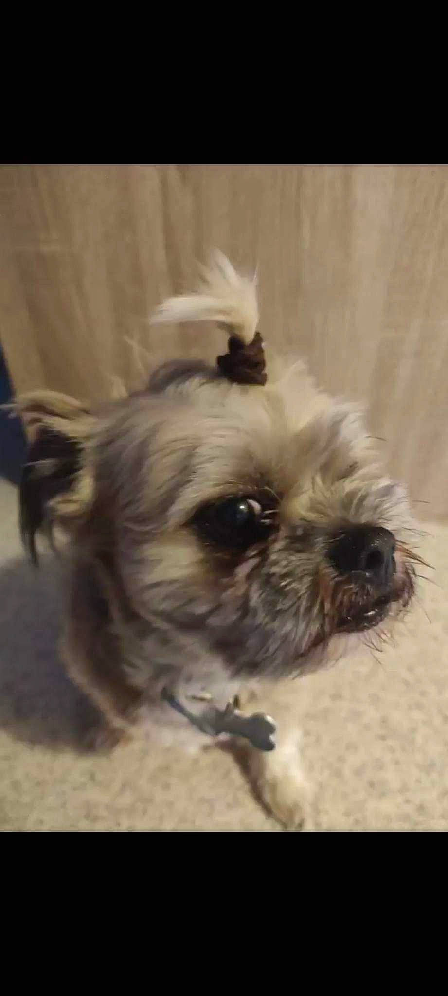 Karamel participe au concours pour gagner de l'argent avec cette photo : biewer_terrier, canidae, carnivore, companion_dog, dog, dog_breed, dog_supply, fawn, fur, liver, maltepoo, non_sporting_group, pet_supply, small_terrier, snout, sporting_group, terrestrial_animal, toy_dog, working_animal