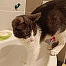 cat, black_and_white, pet, animal, bathroom, sink, bathtub, tile, faucet, whiskers, eyes, ears, paws, fur, standing, balancing, indoors, portrait, plumbing, funny