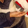 cat, kitten, pet, animal, gray_and_white, fluffy, santa_hat, christmas, holiday, cute, whiskers, paws, fur, portrait, close_up, indoors, hand, person, couch, festive