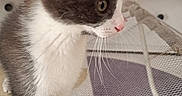 Moof participe au concours pour gagner de l'argent avec cette photo : cat, kitten, gray_and_white_fur, tabby, standing, curious, profile, whiskers, green_eyes, pink_nose, white_paws, long_fur, indoor, home, playpen, mesh, cushion, colorful_rug, stuffed_toys, portrait