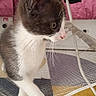 cat, kitten, gray_and_white_fur, tabby, standing, curious, profile, whiskers, green_eyes, pink_nose, white_paws, long_fur, indoor, home, playpen, mesh, cushion, colorful_rug, stuffed_toys, portrait
