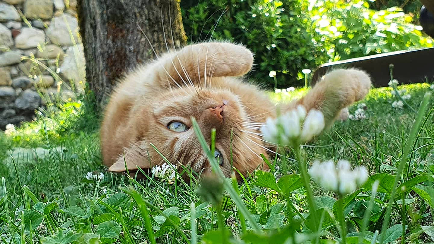 Momo a rejoint le concours — aidez-le/la à gagner de superbes lots ! canidae, carnivore, cat, domestic_short_haired_cat, fawn, felidae, fur, grass, groundcover, herb, lawn, plant, small_to_medium_sized_cats, snout, sporting_group, tail, terrestrial_animal, tree, whiskers, wildlife