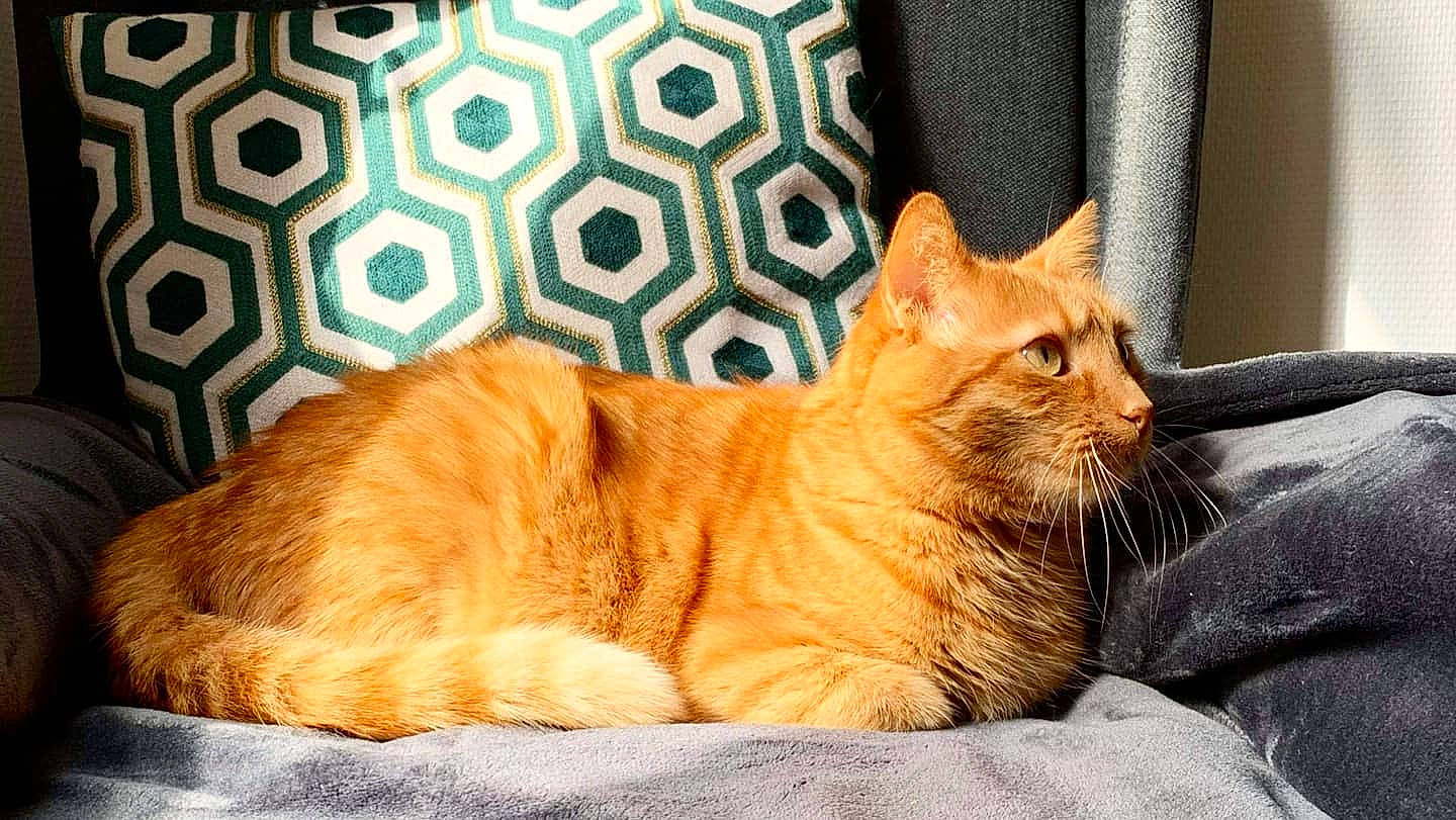 Momo participe au concours pour gagner de l'argent avec cette photo : carnivore, cat, cat_supply, claw, comfort, domestic_short_haired_cat, fawn, felidae, fur, nap, orange, paw, sitting, small_to_medium_sized_cats, snout, tail, terrestrial_animal, whiskers, window, wood