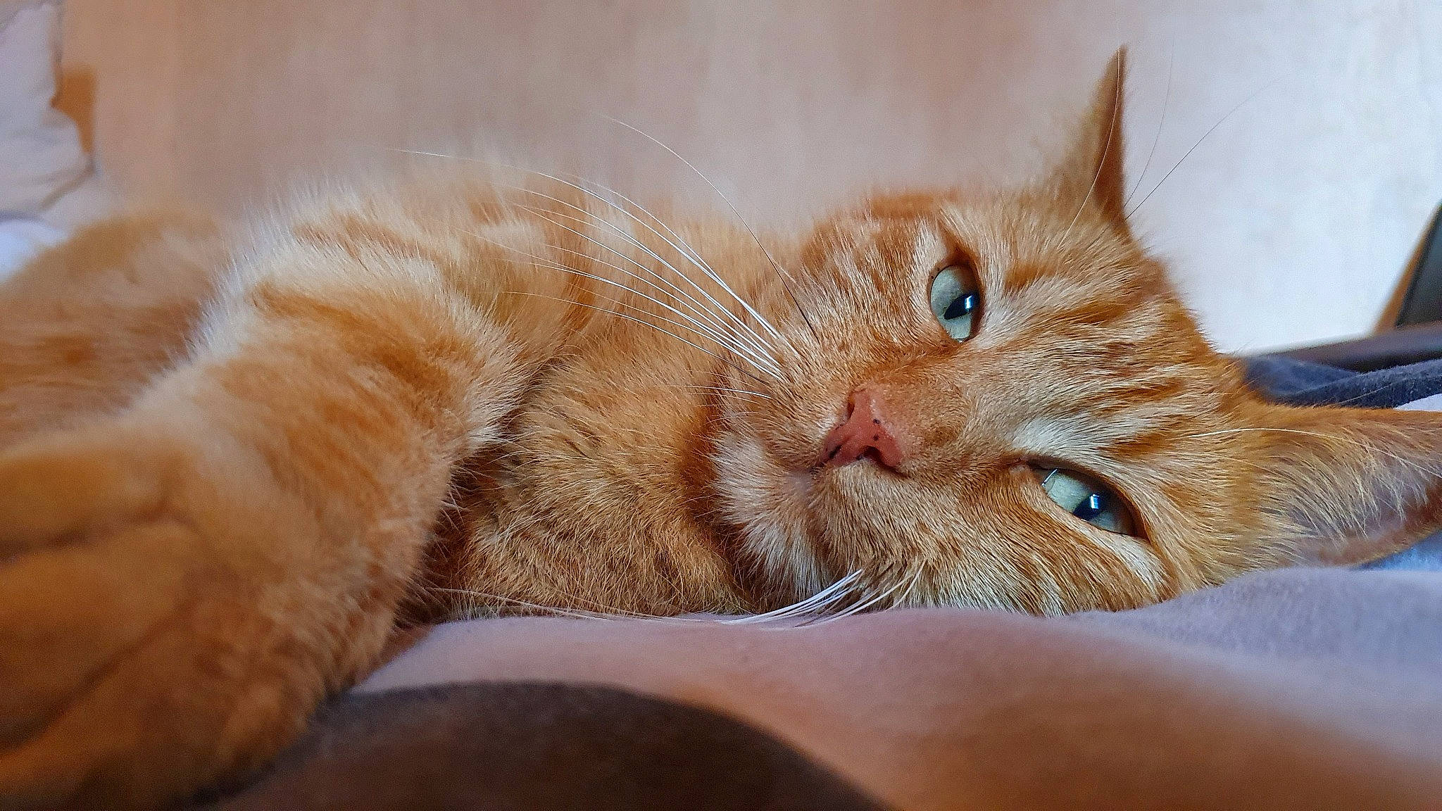 Momo a rejoint le concours — aidez-le/la à gagner de superbes lots ! carnivore, cat, claw, comfort, domestic_short_haired_cat, ear, eye, fawn, felidae, fur, nap, paw, small_to_medium_sized_cats, snout, tail, whiskers, wildlife, window