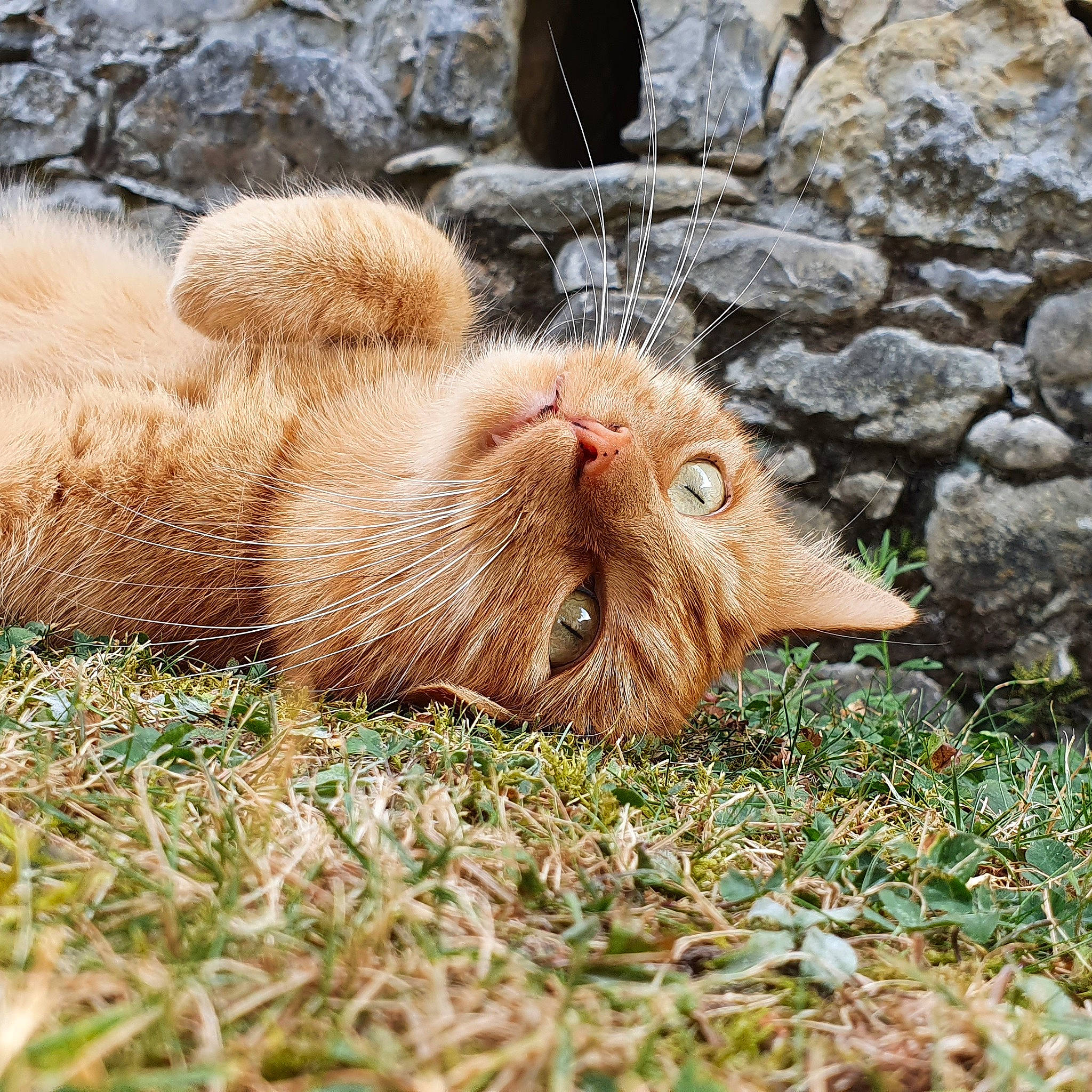 Momo a rejoint le concours — aidez-le/la à gagner de superbes lots ! canidae, carnivore, cat, claw, domestic_short_haired_cat, fawn, felidae, fur, grass, liver, mustelidae, organism, otter, plant, small_to_medium_sized_cats, snout, sporting_group, tail, terrestrial_animal, whiskers