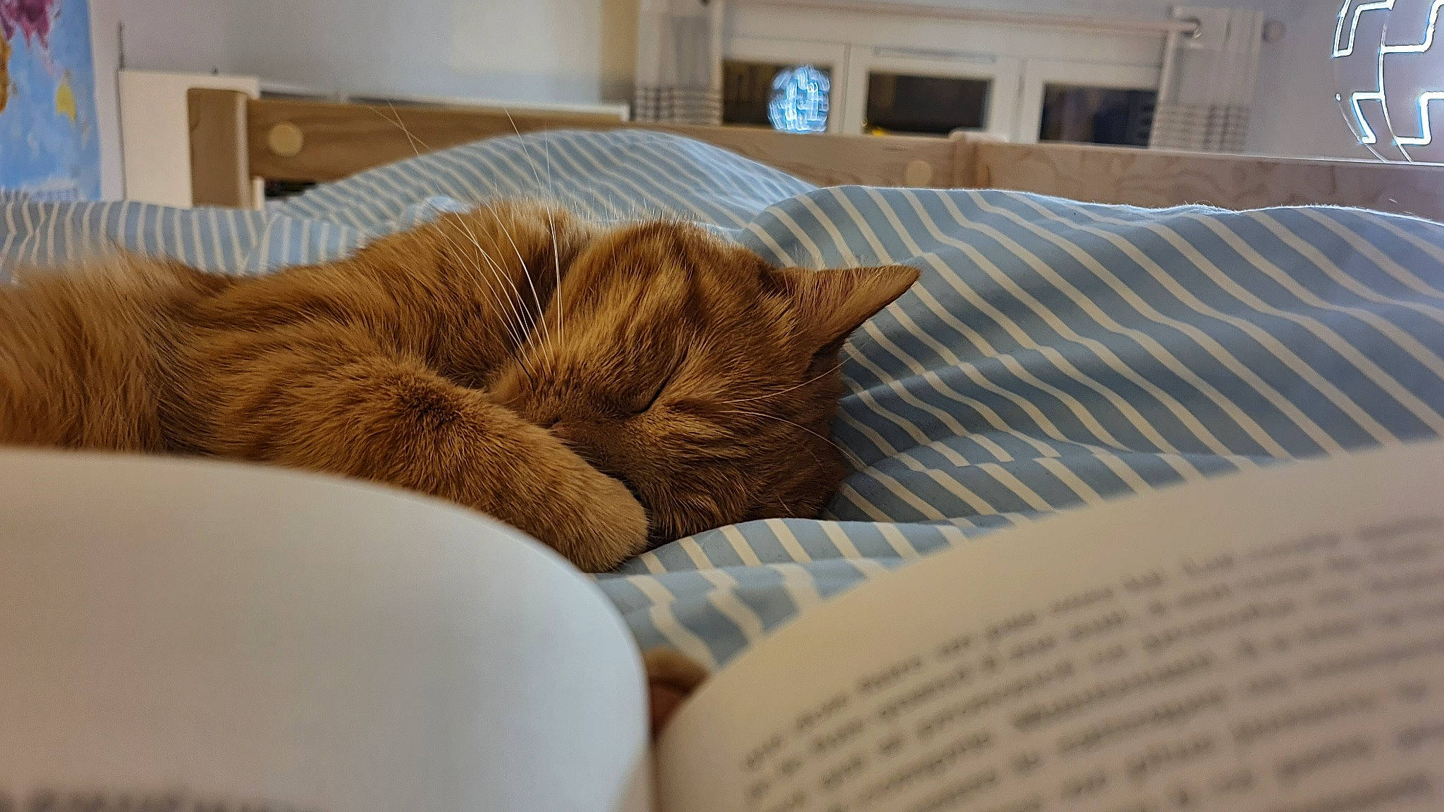 Momo a rejoint le concours — aidez-le/la à gagner de superbes lots ! book, carnivore, cat, cat_supply, chair, comfort, companion_dog, couch, fawn, felidae, furniture, hardwood, linens, room, small_to_medium_sized_cats, sporting_group, table, tail, whiskers, wood