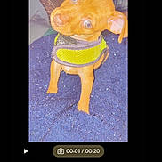 Hunni is registered to the contest to win money with this photo: dog, puppy, small_dog, green_harness, blue_surface, pet, curious_expression, head_tilt, indoors, phone_screen, photo_editing, editing_interface, thumbnail_strip, quick_fix_button, crop_button, music_button, text_button, adjust_button, filter_button, digital_photo