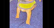 Hunni is registered to the contest to win money with this photo: dog, puppy, small_dog, green_harness, blue_surface, pet, curious_expression, head_tilt, indoors, phone_screen, photo_editing, editing_interface, thumbnail_strip, quick_fix_button, crop_button, music_button, text_button, adjust_button, filter_button, digital_photo