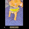 dog, puppy, small_dog, green_harness, blue_surface, pet, curious_expression, head_tilt, indoors, phone_screen, photo_editing, editing_interface, thumbnail_strip, quick_fix_button, crop_button, music_button, text_button, adjust_button, filter_button, digital_photo