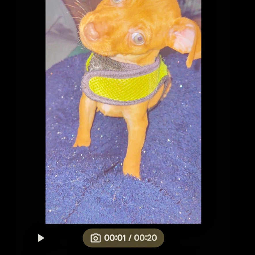 Hunni is registered to the contest to win money with this photo: dog, puppy, small_dog, green_harness, blue_surface, pet, curious_expression, head_tilt, indoors, phone_screen, photo_editing, editing_interface, thumbnail_strip, quick_fix_button, crop_button, music_button, text_button, adjust_button, filter_button, digital_photo