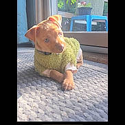 Hunni is registered to the contest to win money with this photo: puppy, dog, green_sweater, carpet, indoor, sunlight, glass_door, blue_chair, plants, cute, pet, animal, young_dog, cozy, relaxed, home, curious, small_dog, daylight, portrait