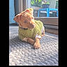 puppy, dog, green_sweater, carpet, indoor, sunlight, glass_door, blue_chair, plants, cute, pet, animal, young_dog, cozy, relaxed, home, curious, small_dog, daylight, portrait