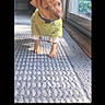 Hunni joined the competition — help win amazing prizes! puppy, dog, pet, indoor, carpet, green_sweater, curious, small_dog, sunlight, glass_door, floor, collar, animal, cute, young_dog, brown_dog, home, window, texture, standing