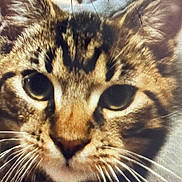 Roman is registered to the contest to win money with this photo: cat, close_up, face, whiskers, tabby, animal, pet, feline, ears, fur, eyes, portrait, macro, mammal, cute, domestic_animal, looking, texture, scratches, focus