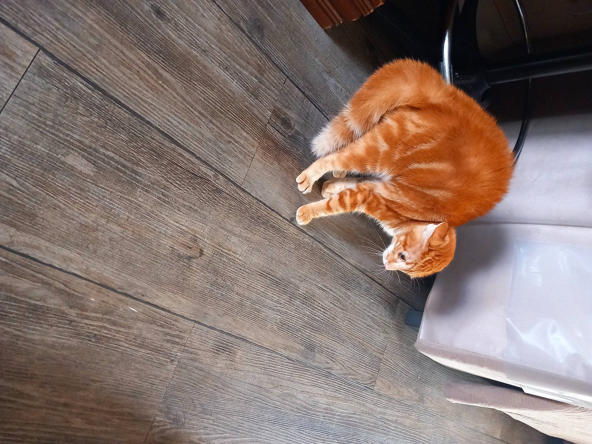 Rouky a rejoint le concours — aidez-le/la à gagner de superbes lots ! brown, carnivore, cat, comfort, domestic_short_haired_cat, fawn, felidae, floor, flooring, fur, hardwood, laminate_flooring, plywood, small_to_medium_sized_cats, tail, varnish, whiskers, wood, wood_flooring, wood_stain