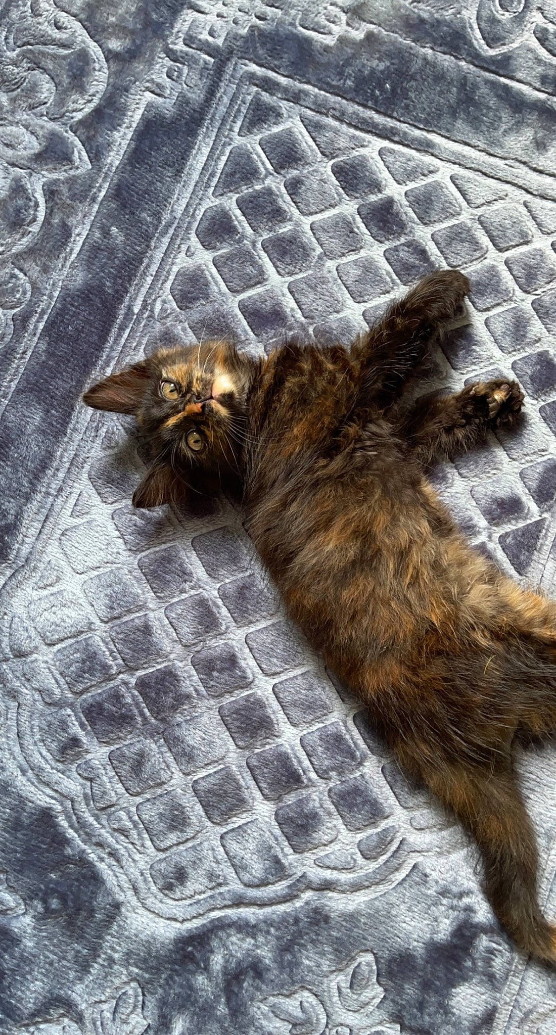 Naya participe au concours pour gagner de l'argent avec cette photo : brown, canidae, carnivore, cat, claw, dog_breed, domestic_short_haired_cat, fawn, felidae, flooring, fur, liver, metal, paw, small_to_medium_sized_cats, sporting_group, tail, terrestrial_animal, whiskers, wood