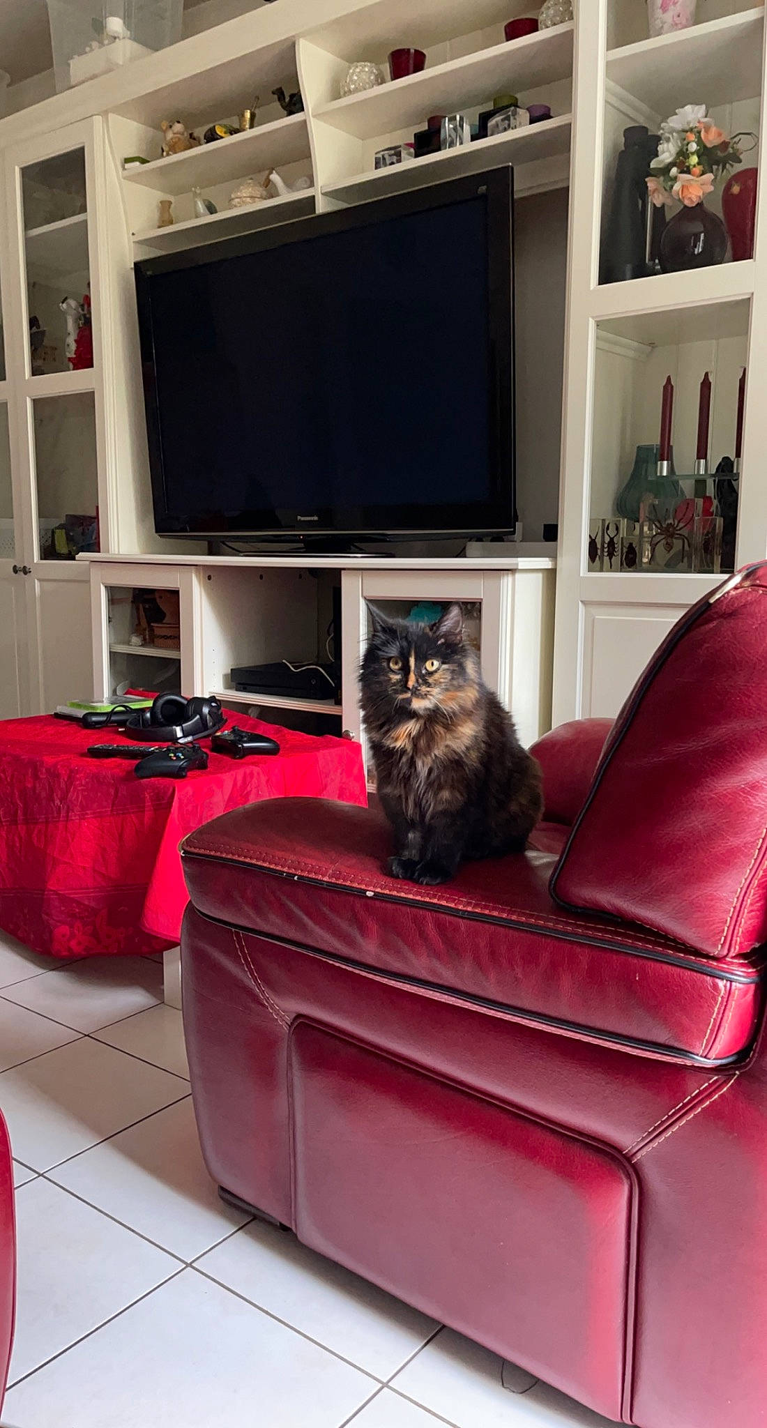 Naya participe au concours pour gagner de l'argent avec cette photo : bookcase, carnivore, cat, comfort, couch, felidae, floor, flooring, furniture, grey, interior_design, living_room, plant, property, shelf, shelving, small_to_medium_sized_cats, studio_couch, television, textile