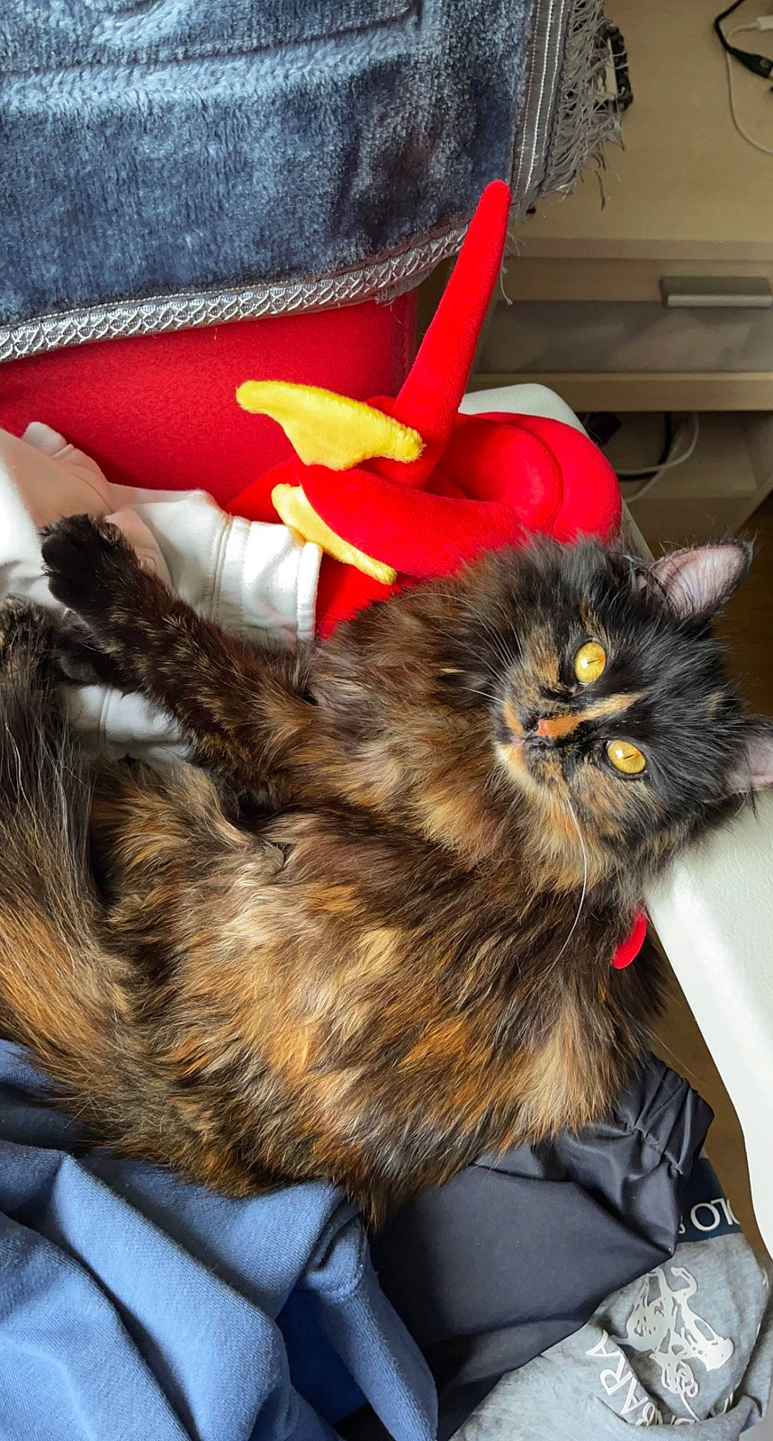 Naya a rejoint le concours — aidez-le/la à gagner de superbes lots ! carnivore, cat, claw, domestic_short_haired_cat, fashion_accessory, felidae, fruit, fur, paw, small_to_medium_sized_cats, snout, tail, whiskers