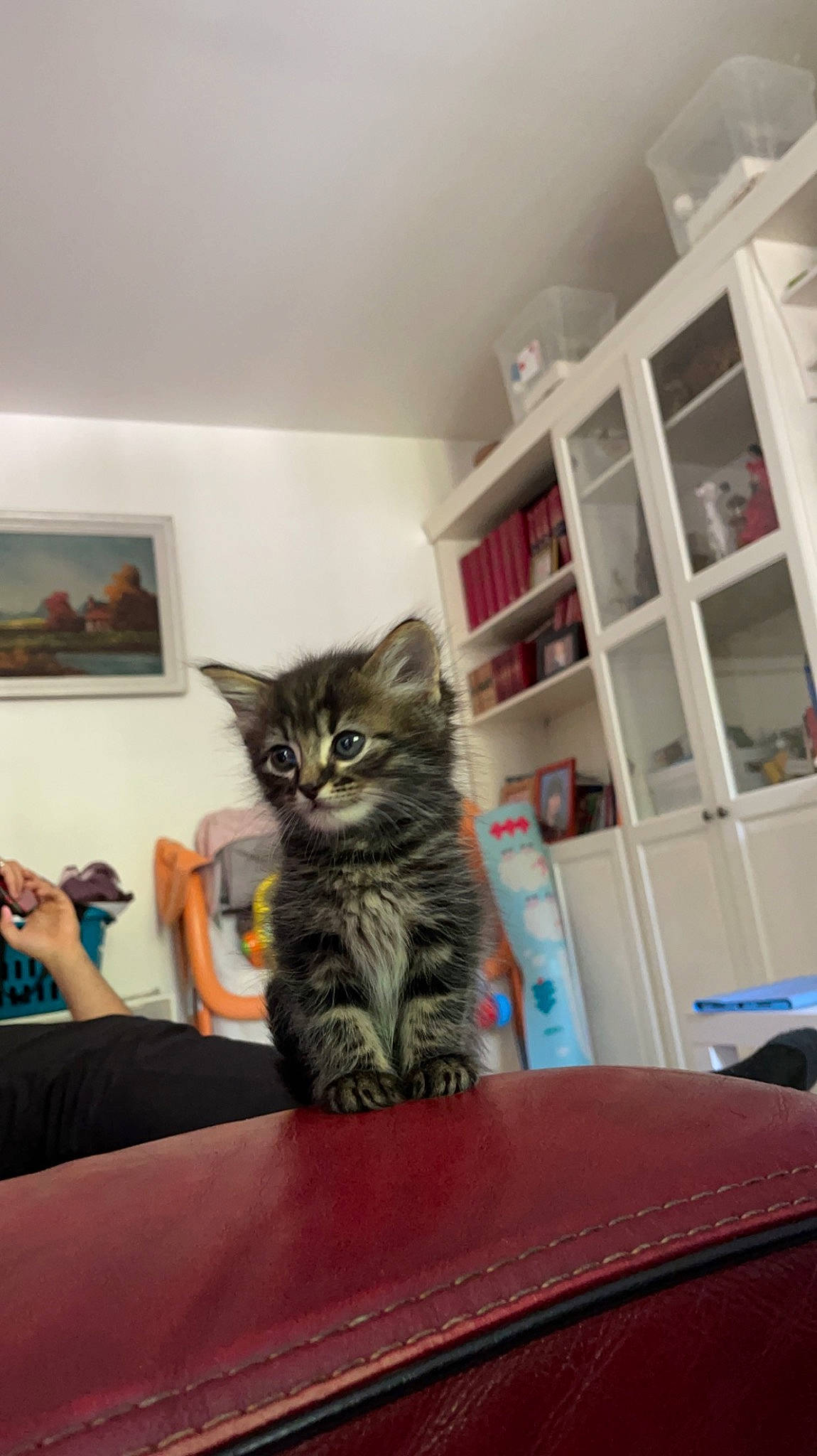Nouchka participe au concours pour gagner de l'argent avec cette photo : bookcase, carnivore, cat, comfort, domestic_short_haired_cat, felidae, fur, furniture, hardwood, living_room, picture_frame, plant, publication, shelf, shelving, small_to_medium_sized_cats, table, whiskers, window, wood
