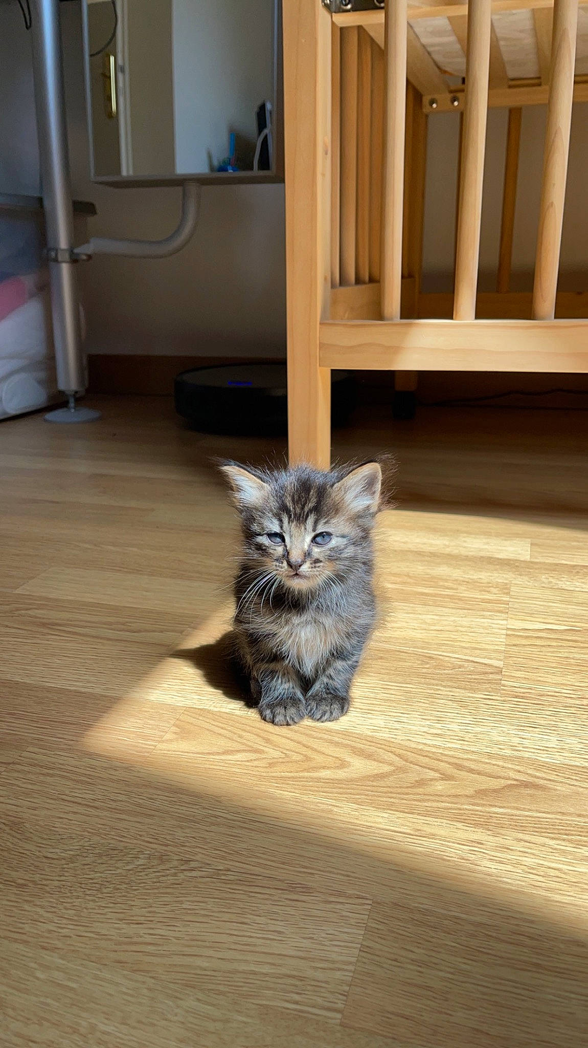 Nouchka participe au concours pour gagner de l'argent avec cette photo : cabinetry, carnivore, cat, domestic_short_haired_cat, felidae, floor, flooring, fur, grey, hardwood, laminate_flooring, paw, room, small_to_medium_sized_cats, snout, tail, whiskers, wood, wood_flooring, wood_stain