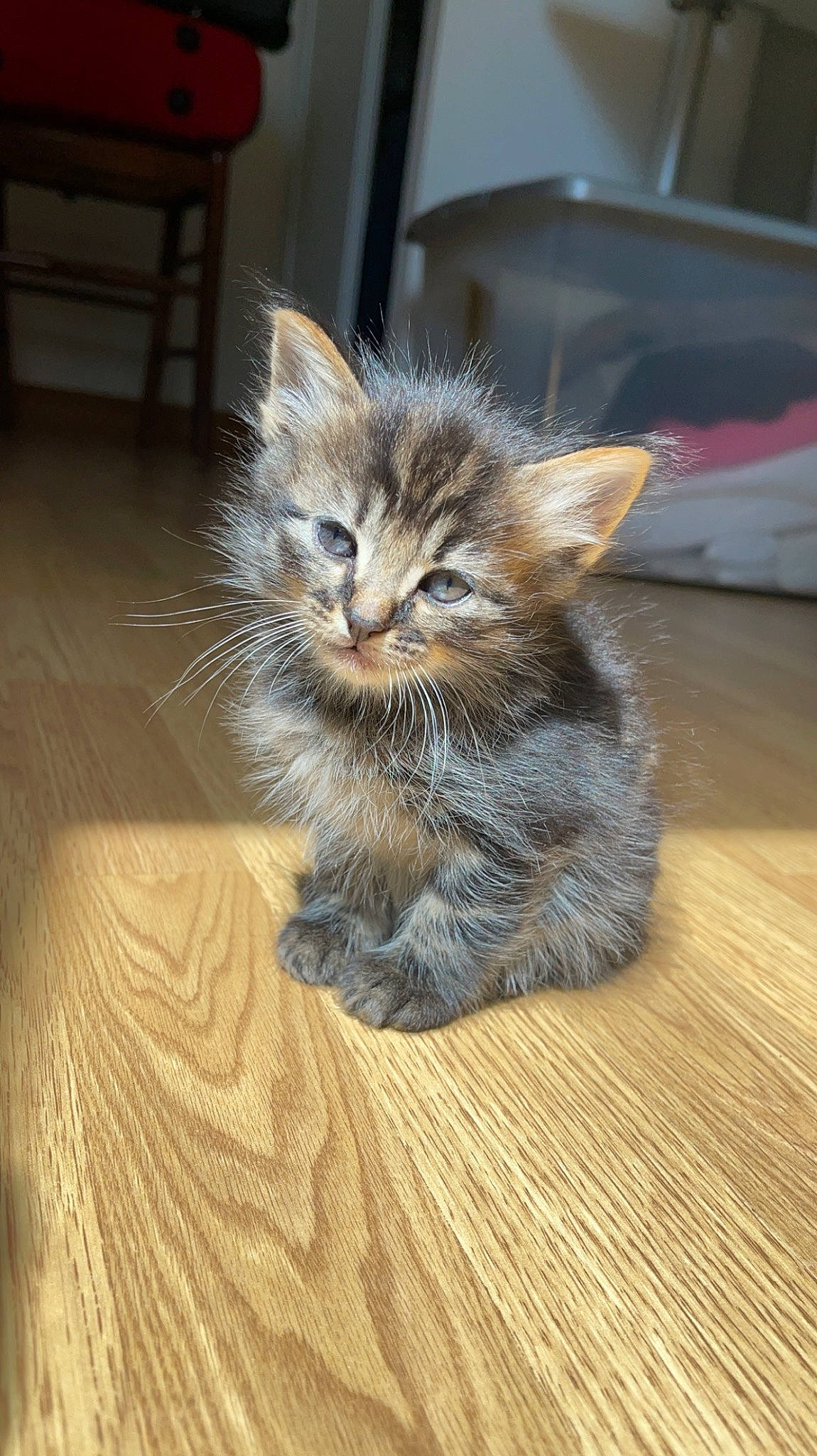 Nouchka a rejoint le concours — aidez-le/la à gagner de superbes lots ! carnivore, cat, claw, domestic_short_haired_cat, fawn, felidae, flooring, fur, grey, hardwood, laminate_flooring, paw, small_to_medium_sized_cats, snout, tail, varnish, whiskers, wood, wood_flooring, wood_stain