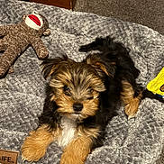 Rico is registered to the contest to win money with this photo: puppy, dog, bed, toy, sock_monkey, carpet, fur, cute, pet, animal, indoor, cozy, brown, black, white, small, laying, soft, fluffy, relaxed