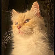 Nala a rejoint le concours — aidez-le/la à gagner de superbes lots ! cat, fluffy, cream_colored, whiskers, close_up, portrait, soft_light, curious, animal, pet, feline, indoor, mammal, ears, nose, eyes, fur, face, looking_away, background