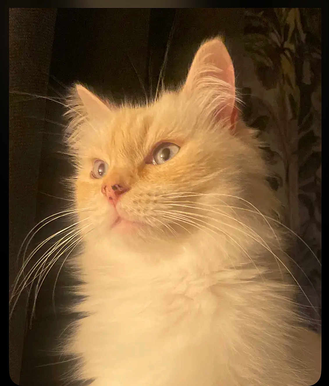 Nala a rejoint le concours — aidez-le/la à gagner de superbes lots ! cat, fluffy, cream_colored, whiskers, close_up, portrait, soft_light, curious, animal, pet, feline, indoor, mammal, ears, nose, eyes, fur, face, looking_away, background