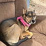 Athena is registered to the contest to win money with this photo: dog, bandana, brown_recliner, pet, relaxed, outdoor, fence, looking_at_camera, fur, ears, tail, paw, seated, calm, canine, domestic_animal, texture, sunlight, shade, comfort