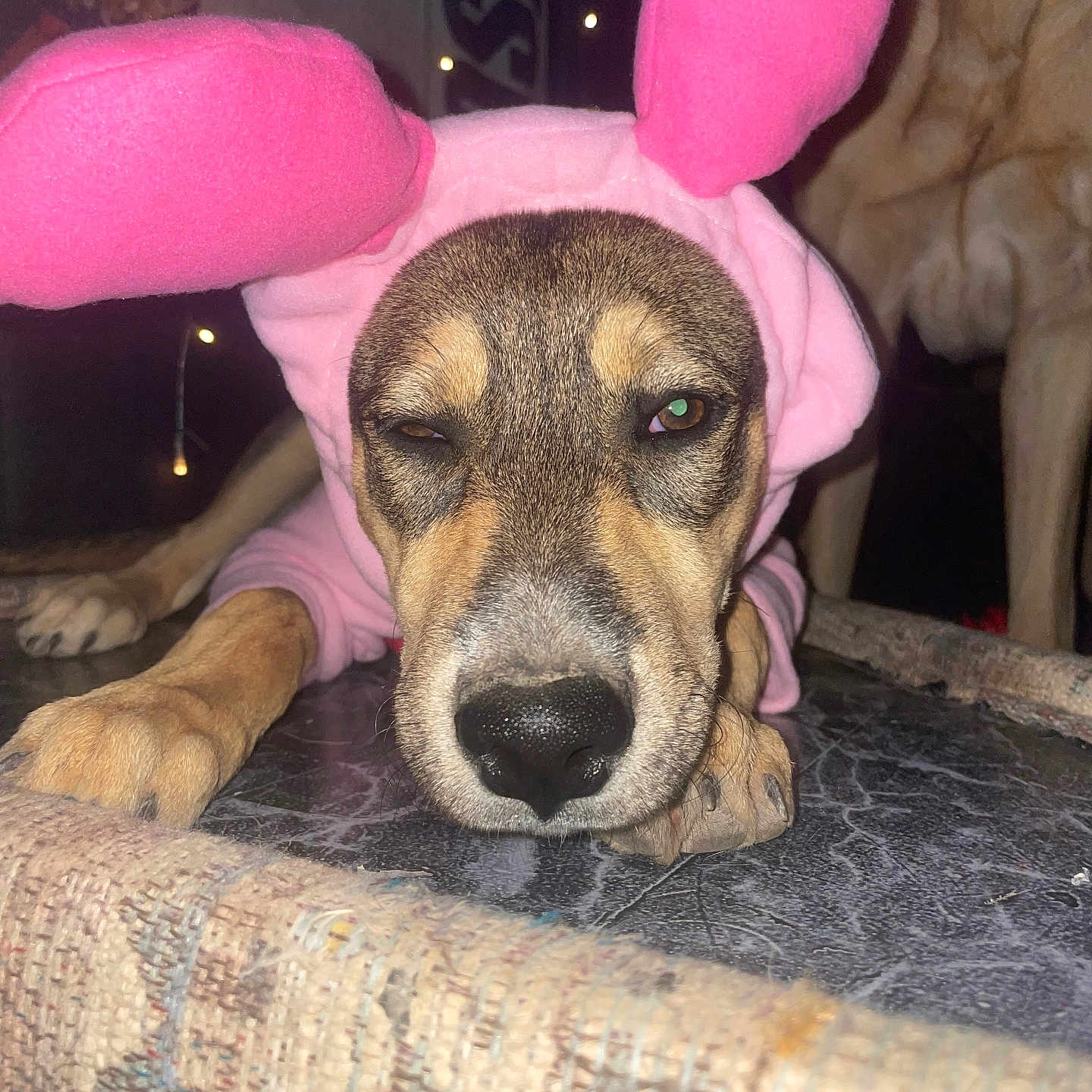 Athena is registered to the contest to win money with this photo: animal, background_dog, bunny_ears, companion, costume, dark, dog, domestic_animal, floor, fur, indoor, lying_down, nose, paw, pet, pink, portrait, sleepy, string_lights, unimpressed