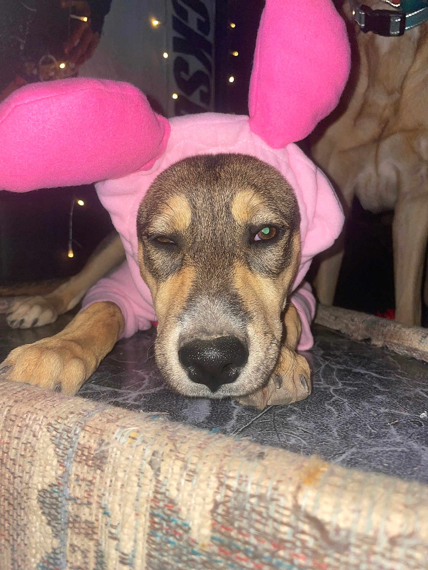 Athena is registered to the contest to win money with this photo: dog, costume, pink, bunny_ears, indoor, floor, sleepy, unimpressed, animal, pet, fur, nose, paw, lying_down, portrait, companion, domestic_animal, background_dog, string_lights, dark