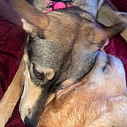Athena joined the competition — help win amazing prizes! dog, pet, animal, collar, fur, snuggle, closeup, canine, resting, bed, blanket, friendship, brown_fur, black_fur, indoor, domestic, cute, sleeping, companion, relaxation