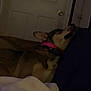 Athena joined the competition — help win amazing prizes! dog, collar, indoor, resting, blanket, door, furniture, wall, low_light, pet, canine, animal, sleeping, brown_fur, pink_collar, quiet, home, relaxing, shadow, comfort