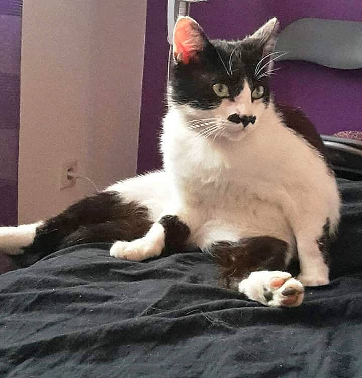 Maestro participe au concours pour gagner de l'argent avec cette photo : aegean_cat, american_wirehair, carnivore, cat, domestic_long_haired_cat, domestic_short_haired_cat, european_shorthair, eye, felidae, fur, kitten, mammal, norwegian_forest_cat, polydactyl_cat, small_to_medium_sized_cats, tail, turkish_angora, whiskers