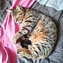 Arthur a rejoint le concours — aidez-le/la à gagner de superbes lots ! animal, bed, blanket, cat, cozy, curled_up, cute, domestic_cat, feline, fur, indoor, paw, pet, relaxed, resting, sleeping, soft, striped, tabby, whiskers