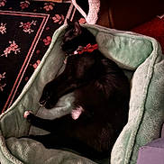 Spooky-Toes joined the competition — help win amazing prizes! cat, black_cat, pet_bed, bow_tie, sleeping, cozy, indoor, carpet, furniture, relaxation, animal, domestic_cat, resting, soft_texture, home, cute, floral_pattern, paws, fur, nap