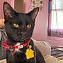 cat, black_cat, collar, bow, tag, indoor, couch, blanket, pink_wall, window, curtain, pet, animal, close_up, yellow_eyes, feline, domestic_animal, cozy, home, relaxed