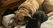 Oz joined the competition — help win amazing prizes! animal_companions, black_cat, cat, collar, cozy, cuddling, dog, domestic_animals, furry, home, indoors, pet_bed, portrait, relaxed, resting, sleeping, tan_dog, tile_floor, warm_lighting, wooden_cabinet