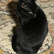 Oz joined the competition — help win amazing prizes! animal, black_cat, black_fur, carpet, cat, cozy, curled_tail, domestic_animal, feline, green_eyes, indoors, living_room, patterned_rug, pet, pointed_ears, portrait, rug, shadow, sitting, whiskers