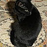 animal, black_cat, black_fur, carpet, cat, cozy, curled_tail, domestic_animal, feline, green_eyes, indoors, living_room, patterned_rug, pet, pointed_ears, portrait, rug, shadow, sitting, whiskers