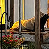 Oz joined the competition — help win amazing prizes! animal, black_cat, cat, cats, deck, door, feline, flower_pot, flowers, garden, house, outdoor, porch, relaxing, rustic, steps, sunlight, white_cat, window, wooden
